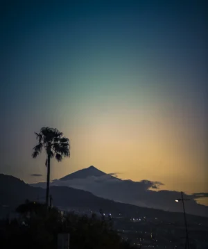 Palm Tree in Front of Mountain