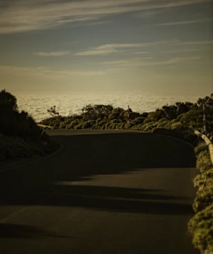 Road With Trees on the Side