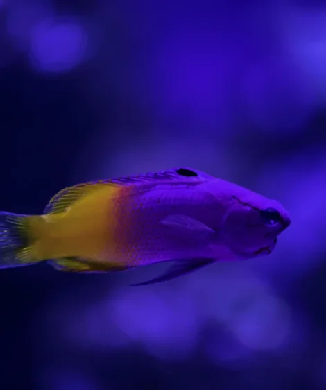 Fish Swimming in Water