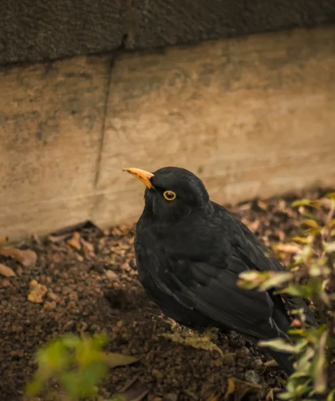 Black Bird With Yellow Eyes
