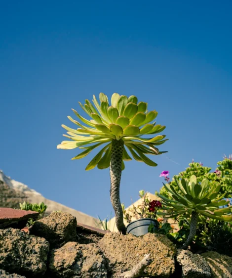 Plant in Pot on Rock