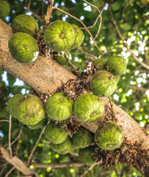 Tree With Fruit Growing on It