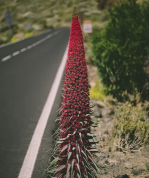 Plant With Red Flowers