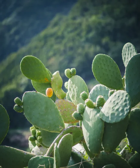 Close Up of Plant