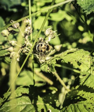 Close Up of Plant