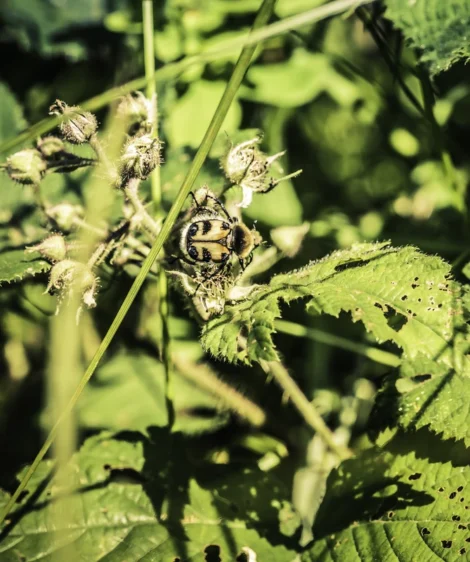 Close Up of Plant