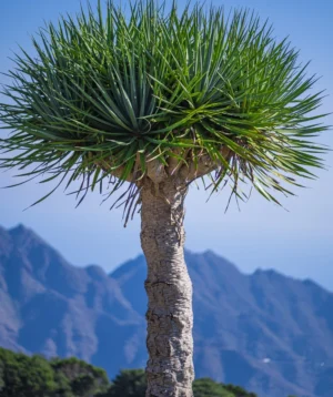 Tree With Mountain in the Background