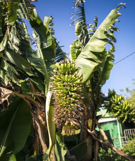 Banantree With Bananas