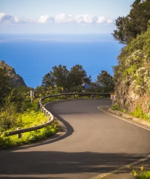 Road With Trees and Body of Water in the Background