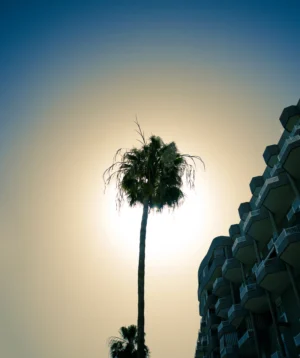 Palm Tree in Front of Building