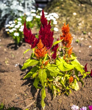 Plant With Red Flowers