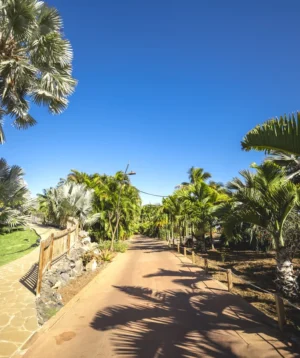 Path With Palm Trees and Fence