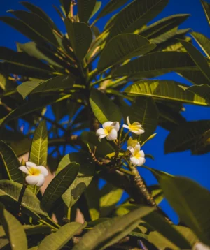Close-up of Some Flowers