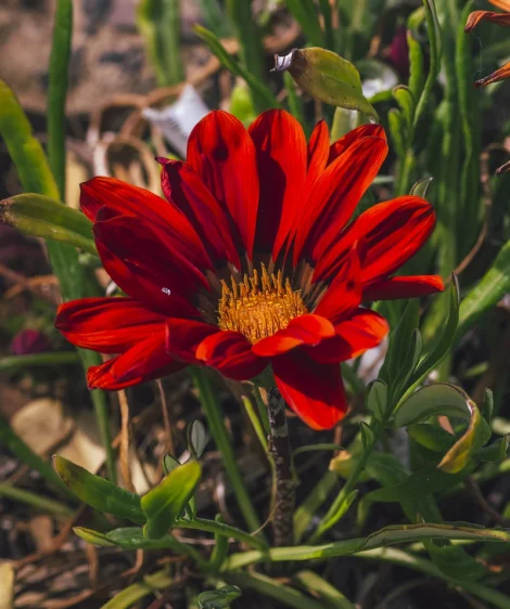 Red Flower With Green Leaves