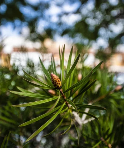 Close Up of Plant