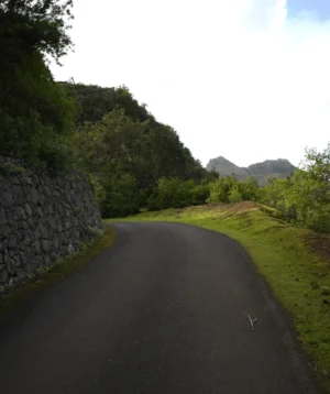 Road With Trees on the Side