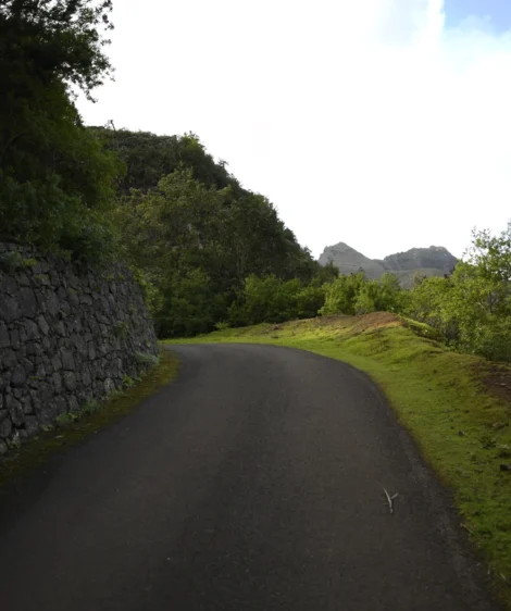 Road With Trees on the Side