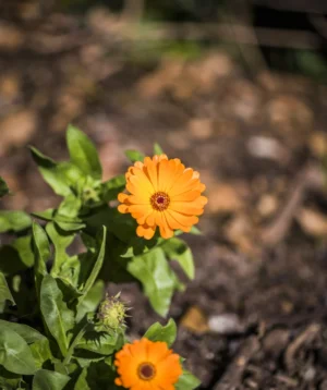 Couple of Yellow Flowers