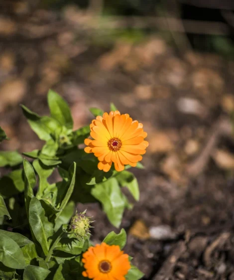 Couple of Yellow Flowers