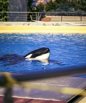 Dolphin Jumping Out of Pool