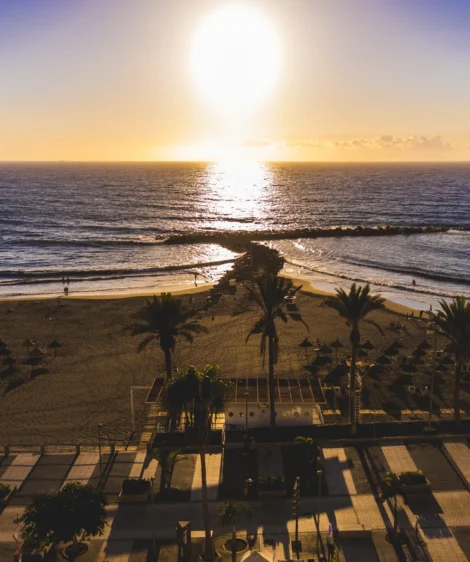 Beach With Palm Trees and the Ocean in the Background