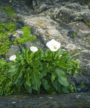 White Flower in Garden
