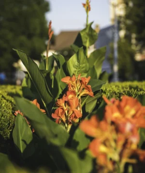 Close-up of Some Flowers