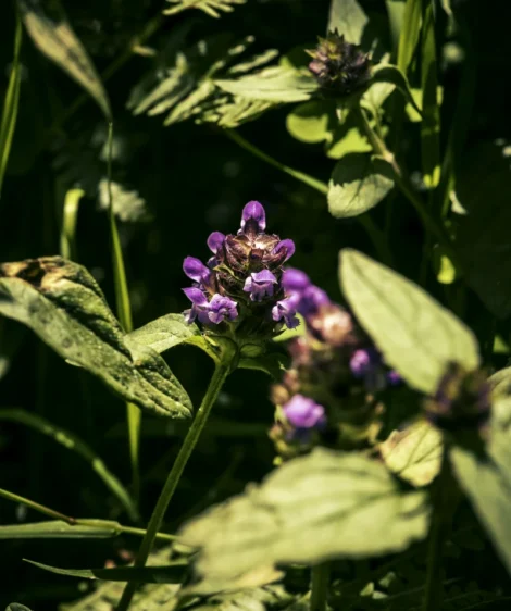 Close Up of Flower