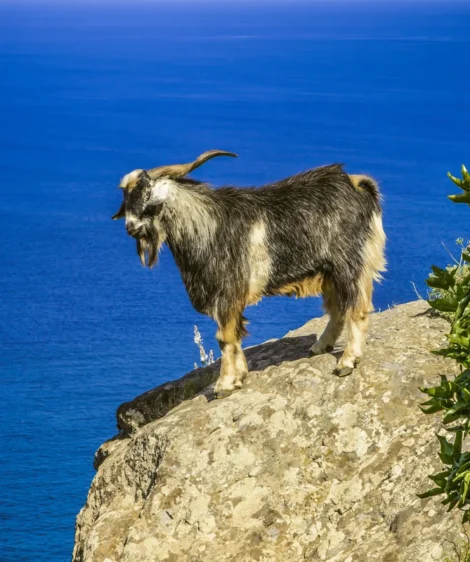 Goat Standing on Rock