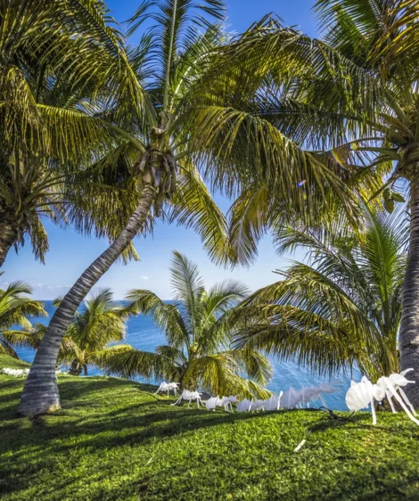 Palm Trees on Hill