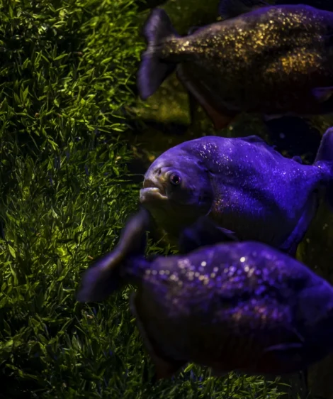 Group of Turtles on Grass