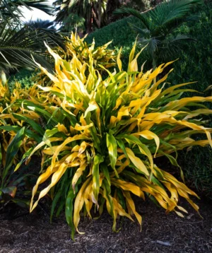 Plant With Yellow Flowers