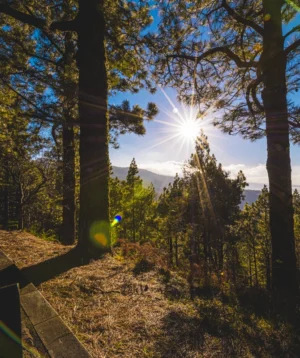 Sun Shining Through Trees