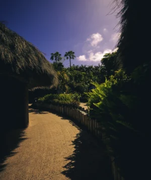 Path With Trees and Plants on the Side