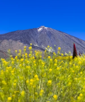 Field of Yellow Flowers With Teide in the Background