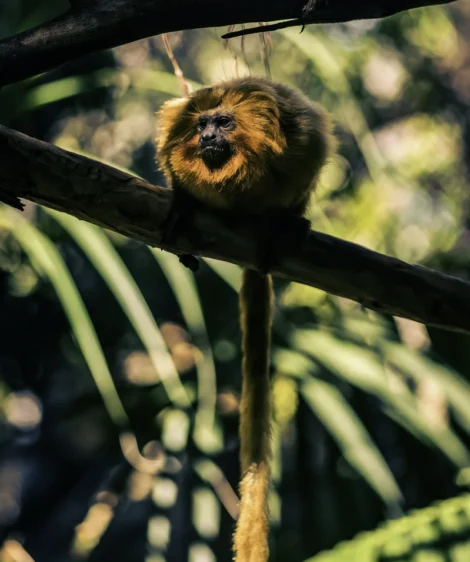 Monkey From Tree Branch