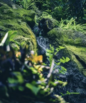 Close-up of Some Moss