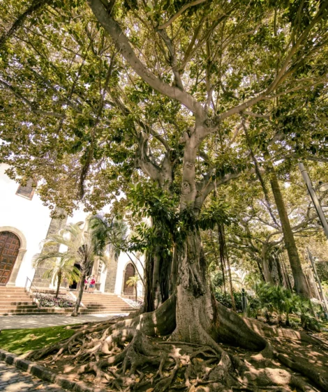 Tree With Many Branches