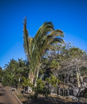 Group of Trees and Rock Wall