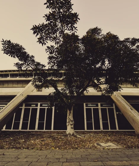 Tree in Front of Building