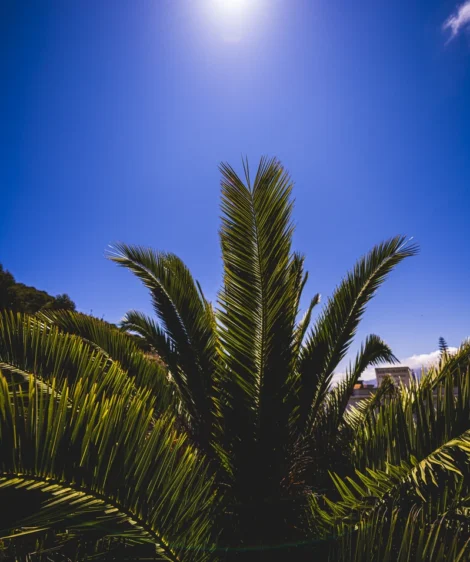 Group of Palm Trees