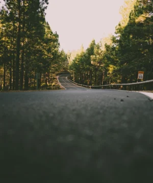 Road With Trees on the Side