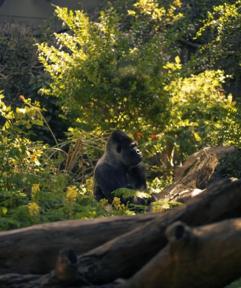 Monkey Sitting on Log