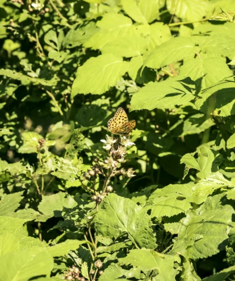 Butterfly on Leafy Plant