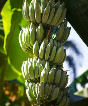Bunch of Bananas on Tree
