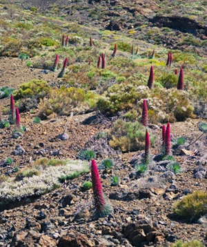 Group of Cactus in Desert