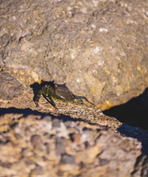 Lizard on Rock