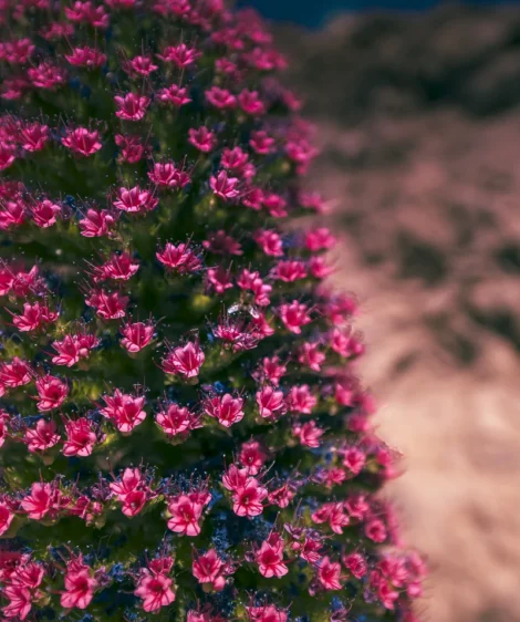 Tajinaste at Teide