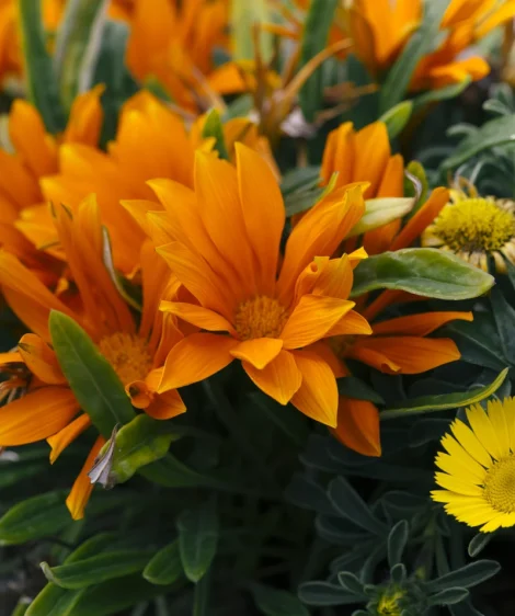Group of Orange Flowers