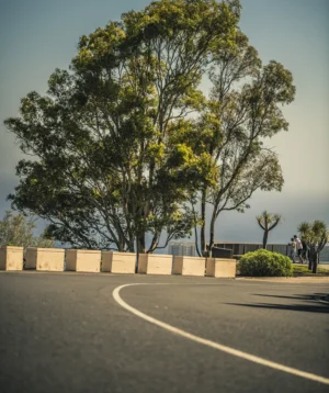 Road With Trees on the Side